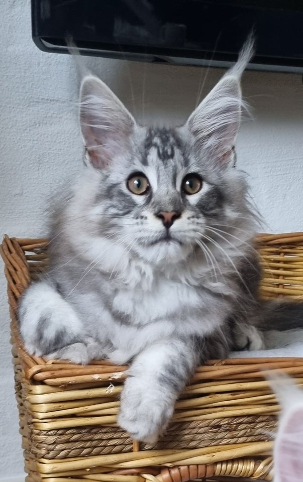 Maine Coon, hunkilling, 12 uger