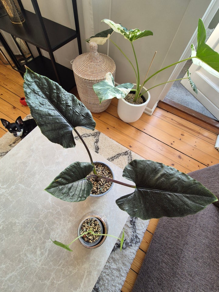 Stueplante Alocasia Antoro