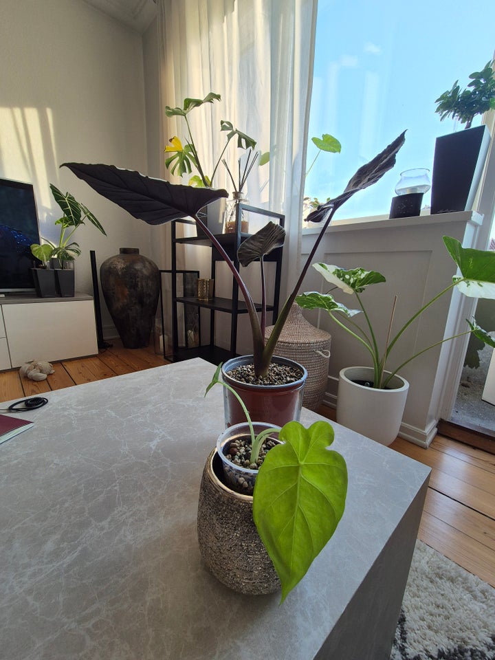 Stueplante Alocasia Antoro