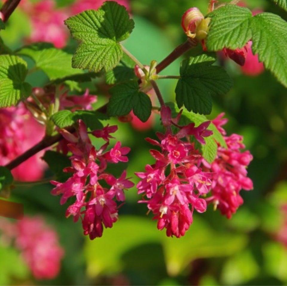 Blomstermarked Stauder rose