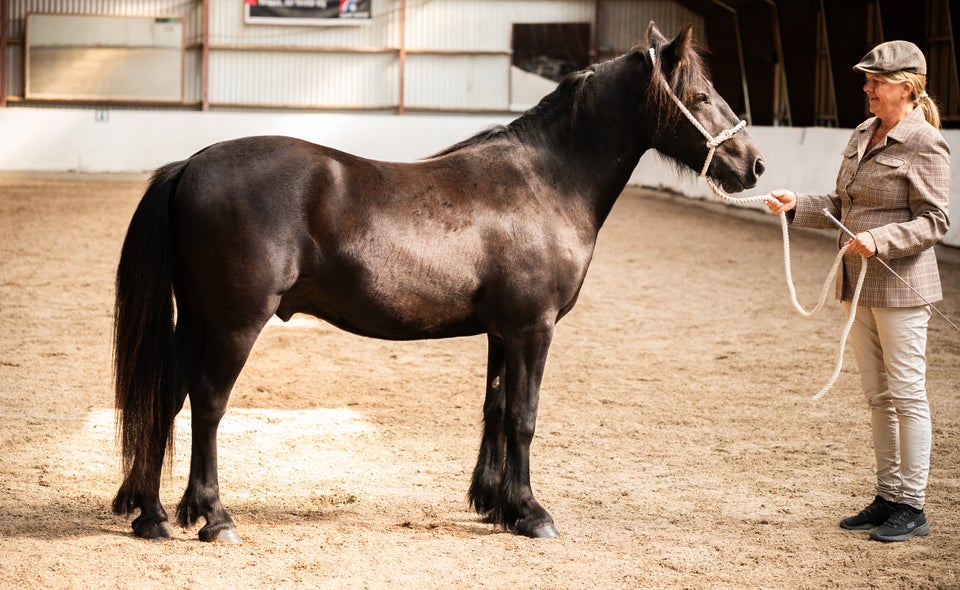 Ualmindelig lækker Fellpony