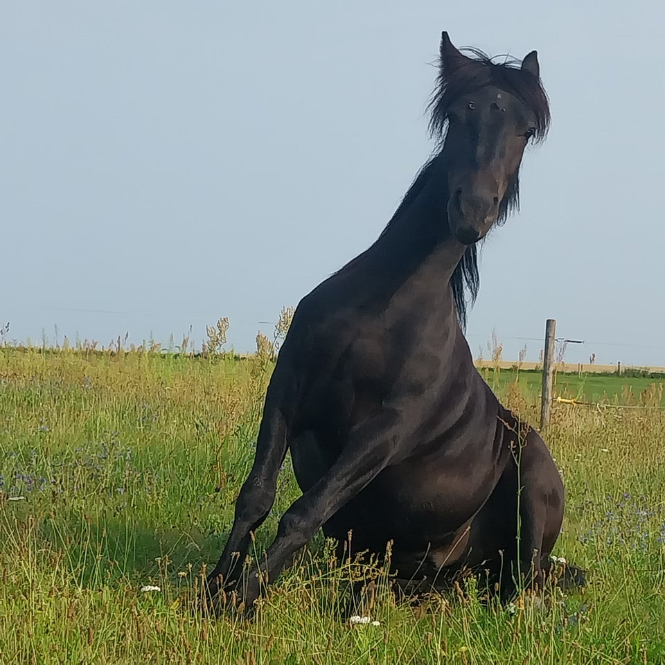 Ualmindelig lækker Fellpony