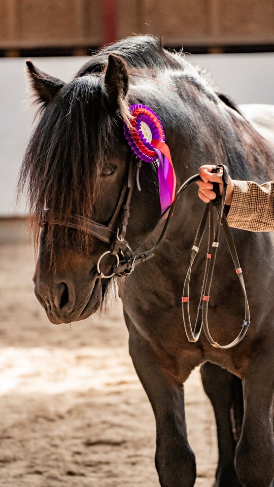 Ualmindelig lækker Fellpony