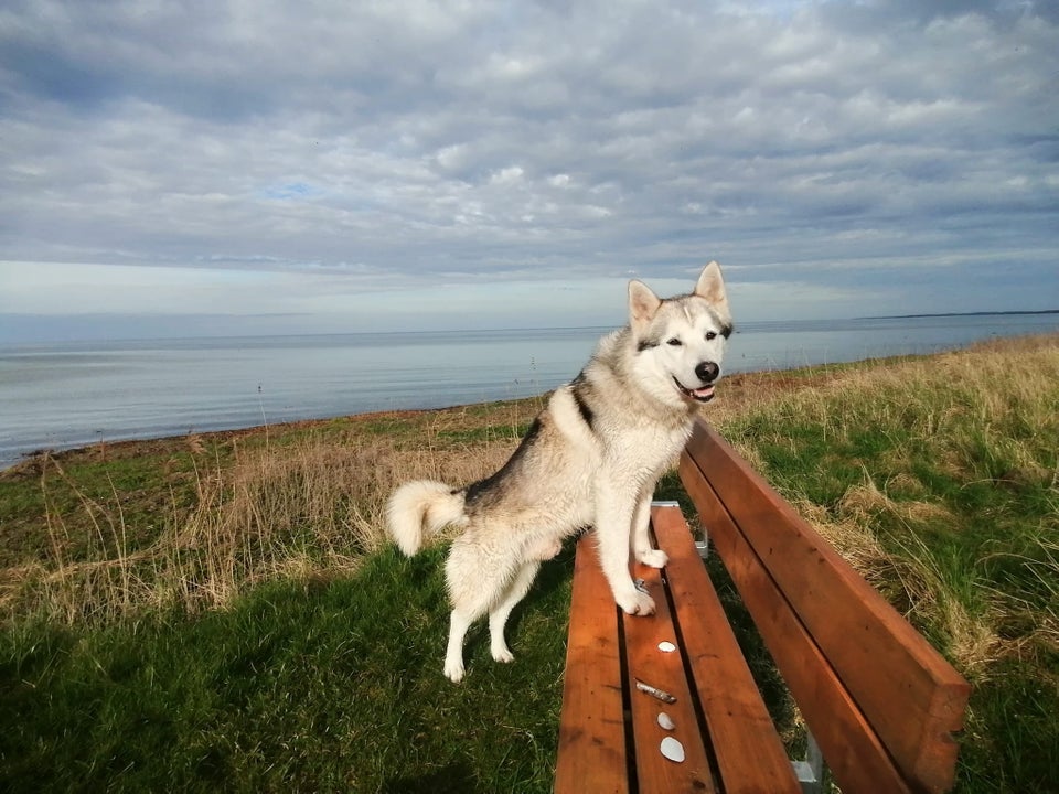 Alaskan malamute x hvid schæfer