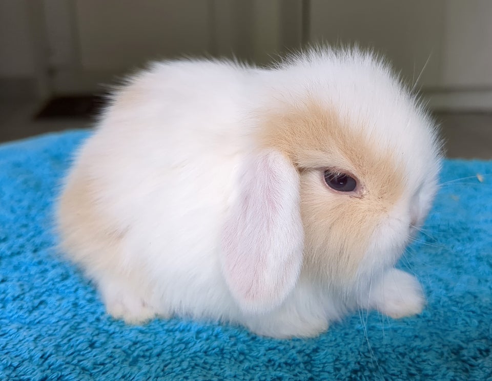 Kanin Minilop kaninunge