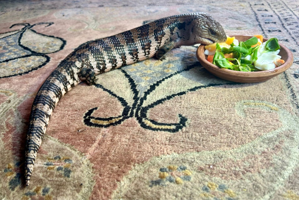 Øgle, Blåtunget Skink Tiliqua