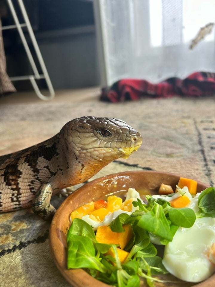 Øgle, Blåtunget Skink Tiliqua