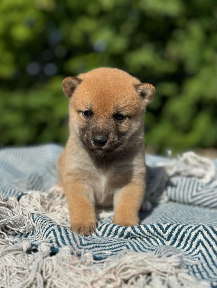 Shiba hvalpe 5 uger