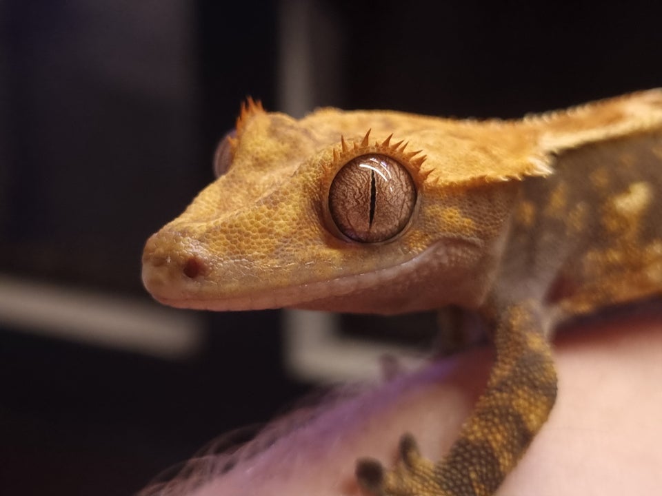 Gekko, Kronegekko