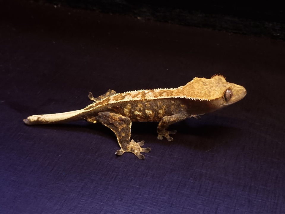 Gekko, Kronegekko