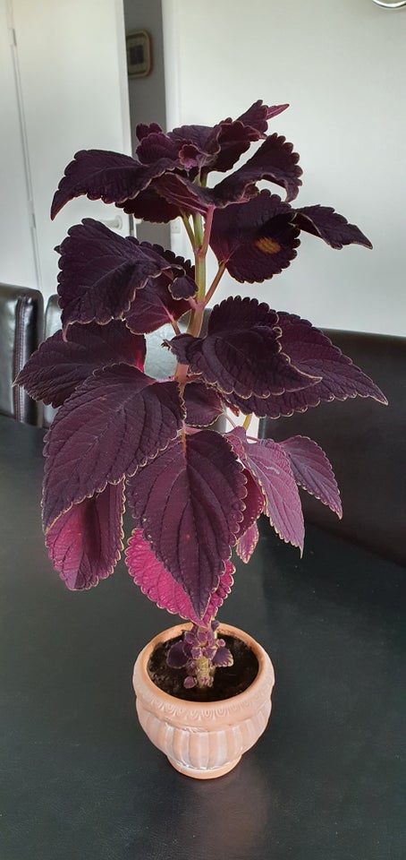 Stueplante, Coleus paletblad