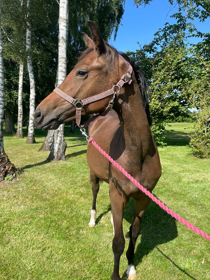 Dansk Varmblod, hoppe, 1 år