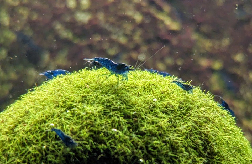 Neocaridina Davidii, Blue Dream