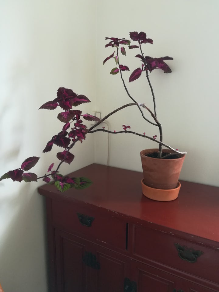 Coleus paletblad