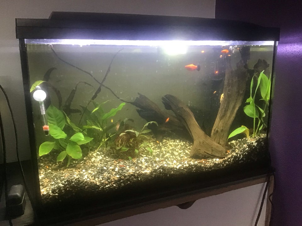 Akvarium, 150 liter, b: 78 d: 38 h: 50