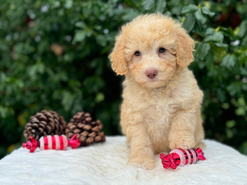 Cavapoo f1b , hvalpe, 8 uger