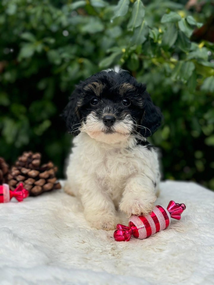 Cavapoo f1b , hvalpe, 8 uger