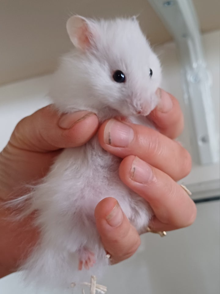 Hamster Guldhamster 0 år