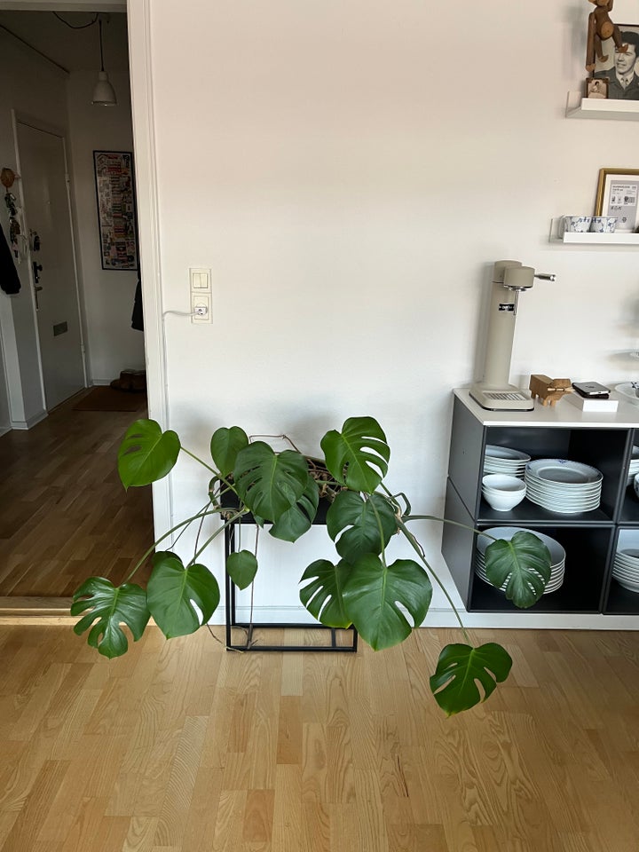 Monstera stueplante