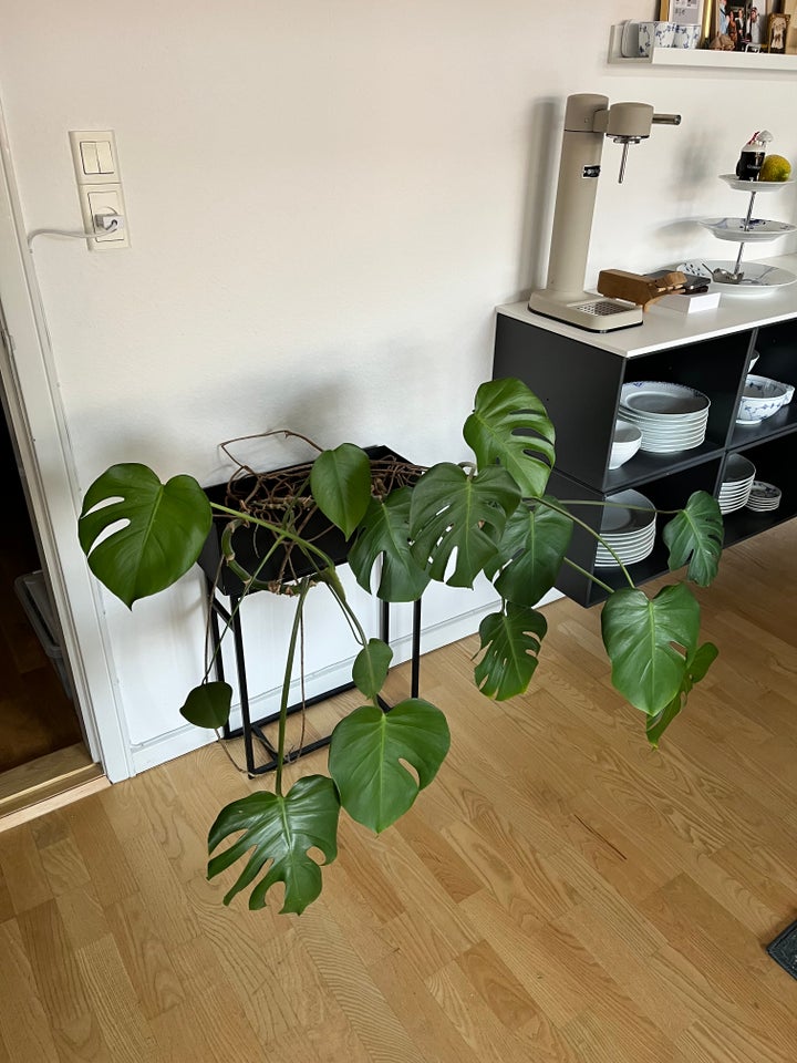 Monstera stueplante