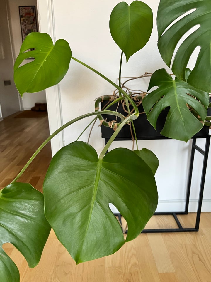 Monstera stueplante