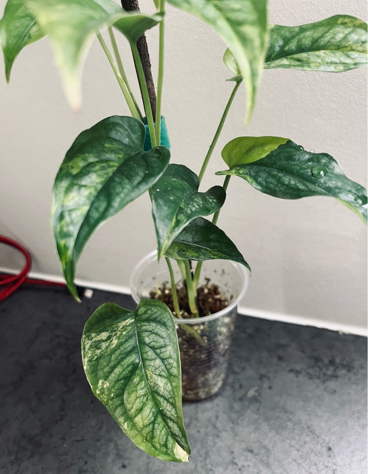 Stueplante, Monstera