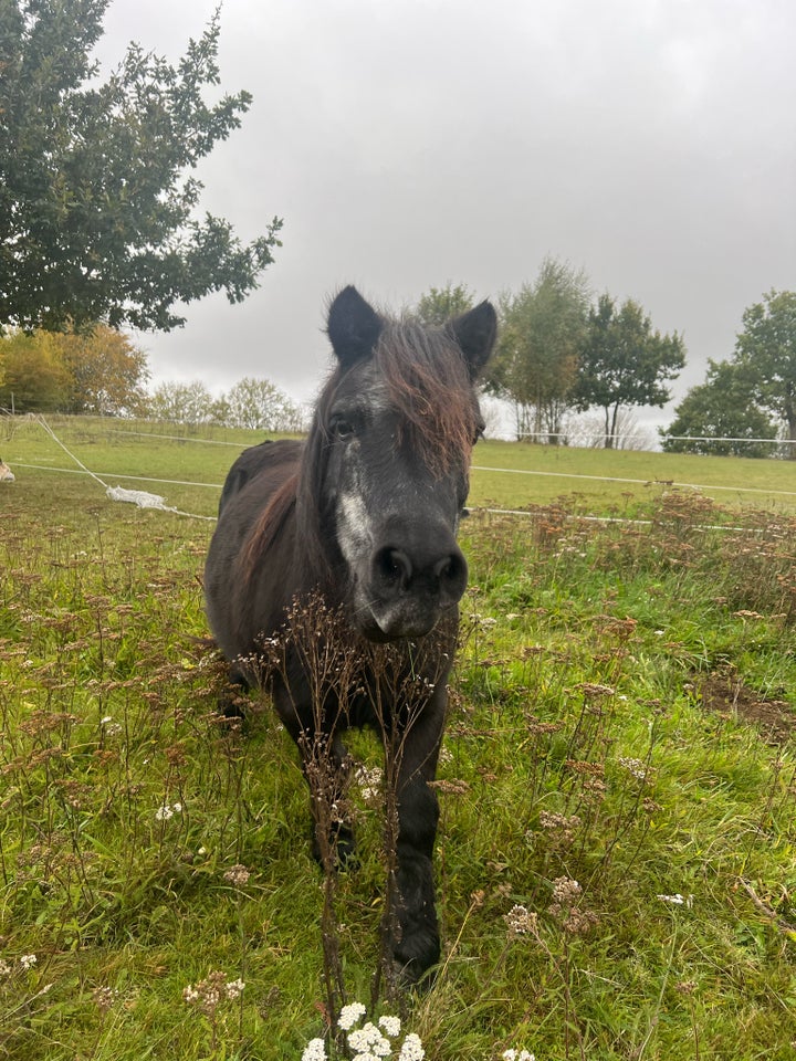 Shetlandspony, hoppe, 20 år