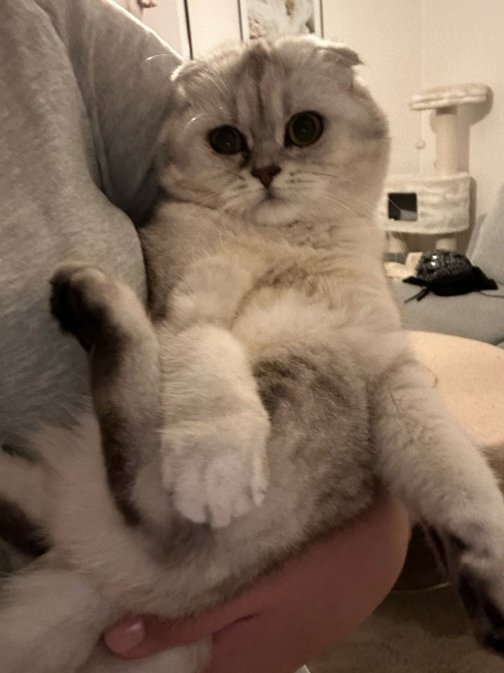 Hunkat Scottish Fold 3 år