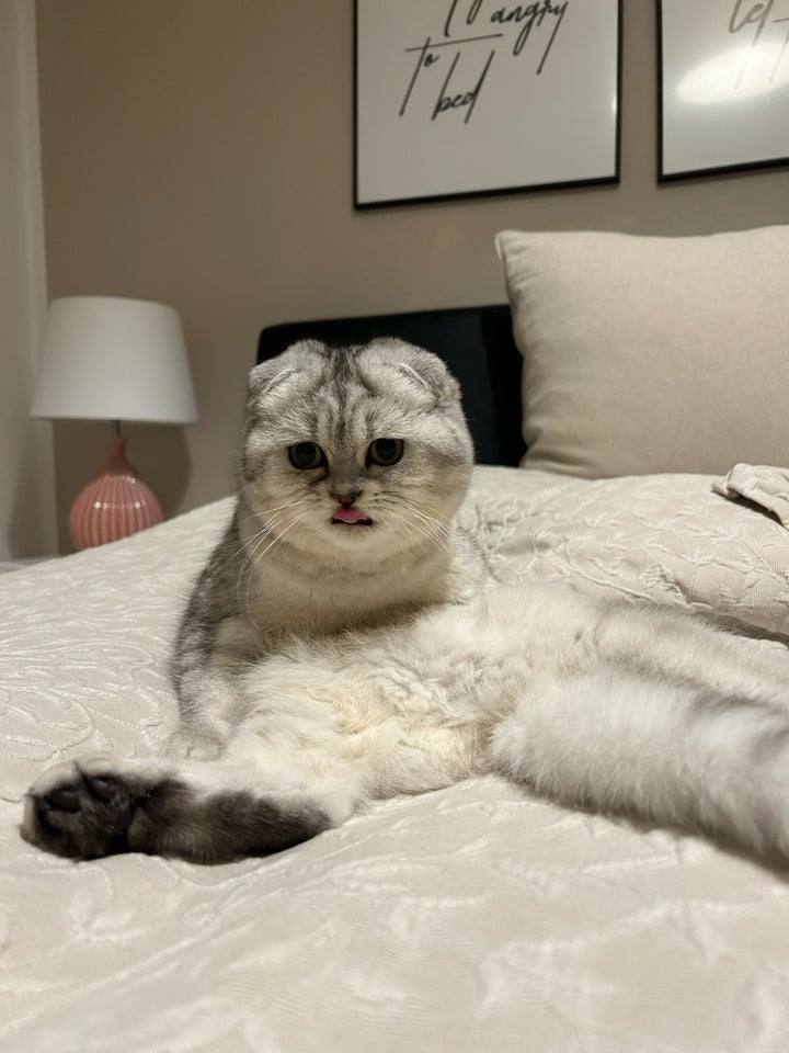 Hunkat Scottish Fold 3 år