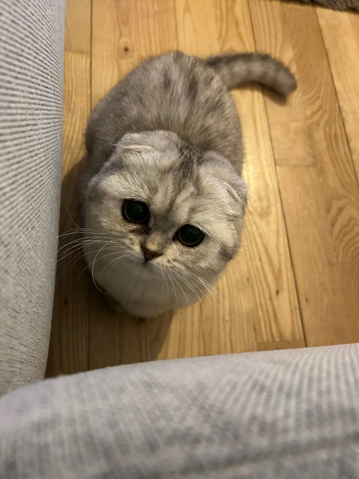 Hunkat Scottish Fold 3 år