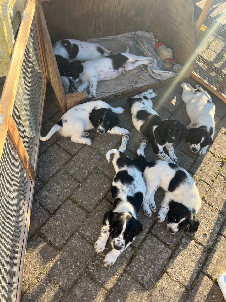 Springer Spaniel hvalp