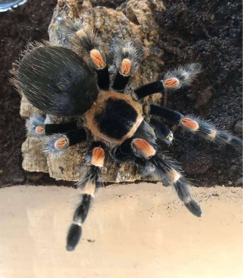 Edderkop, Brachypelma hamorii