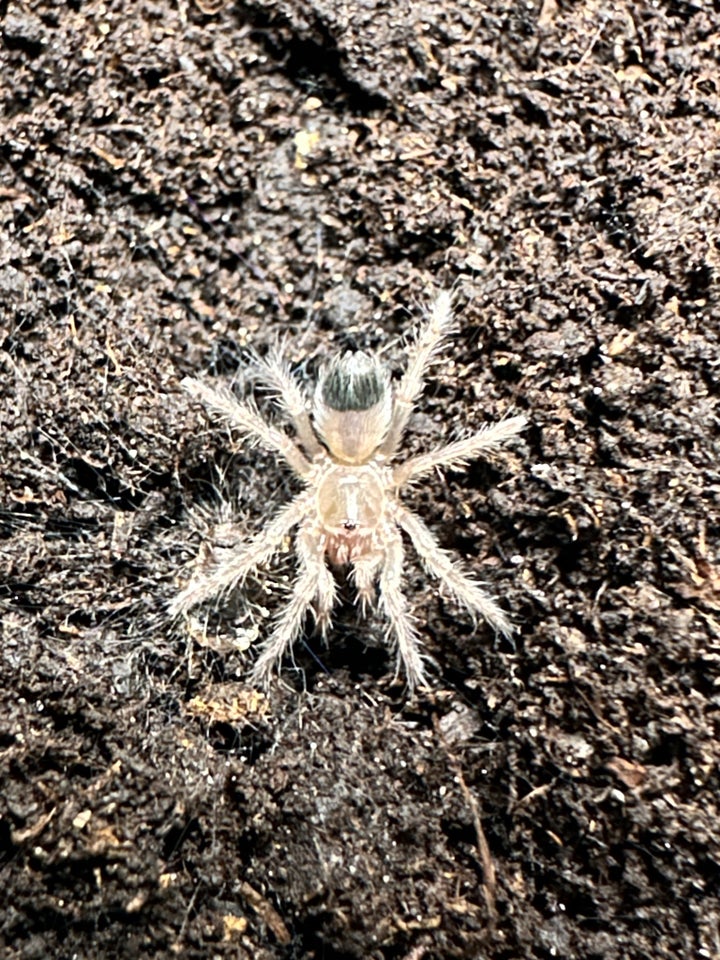 Edderkop, Brachypelma hamorii