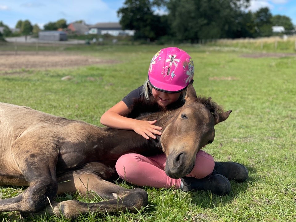 Palomino hingst 0 år