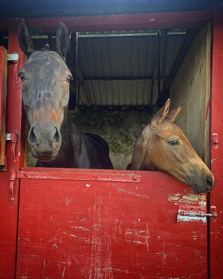 Palomino hingst 0 år