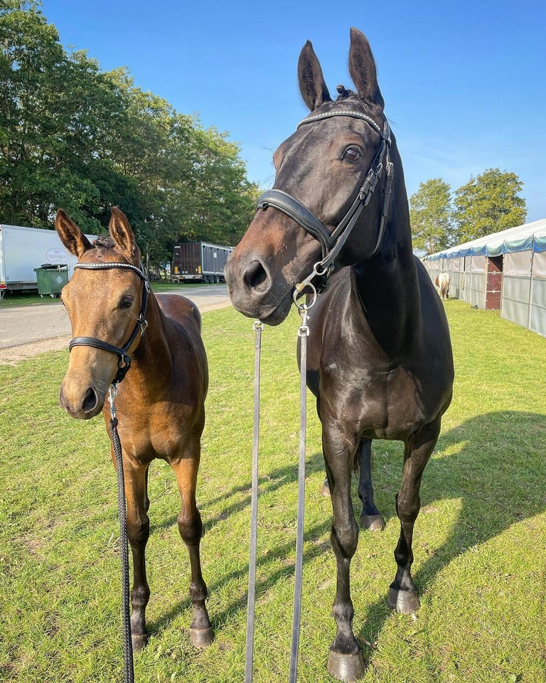 Palomino hingst 0 år