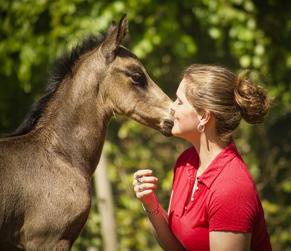 Palomino hingst 0 år