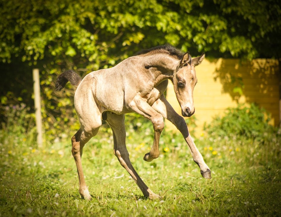 Palomino hingst 0 år