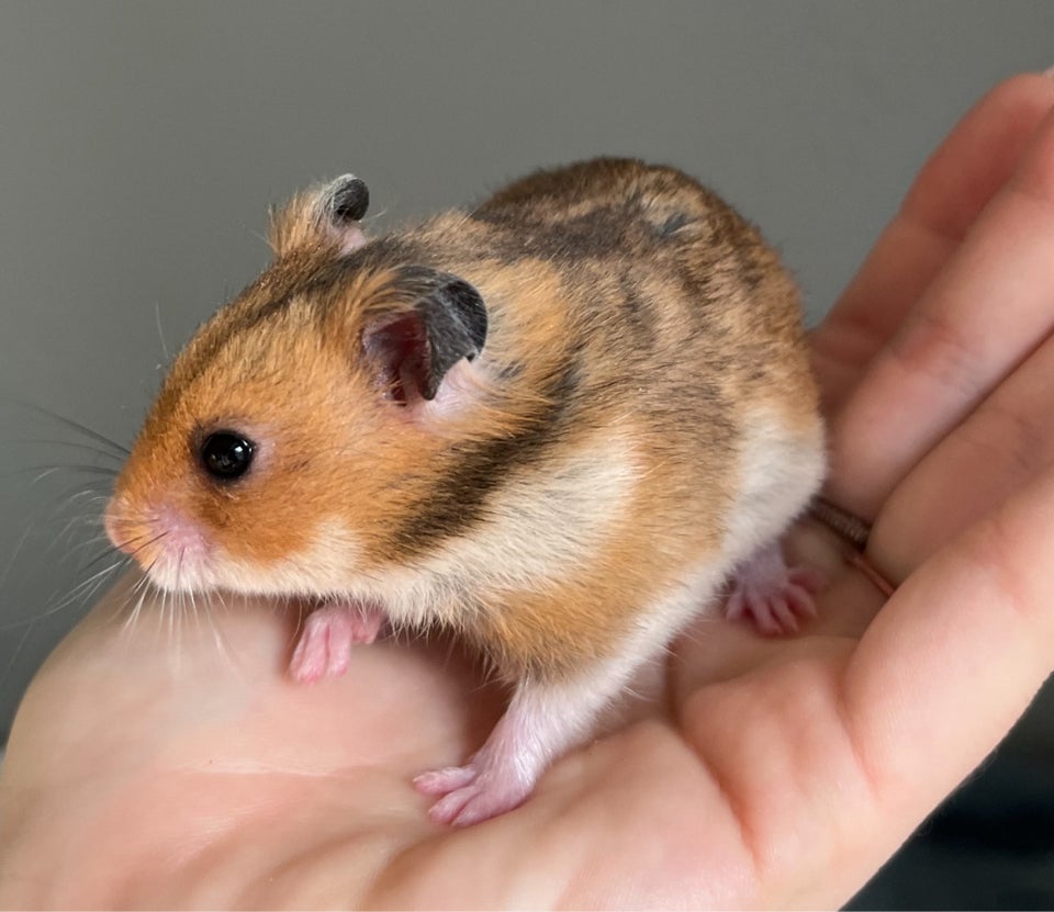 Hamster, Guldhamster, 0 år