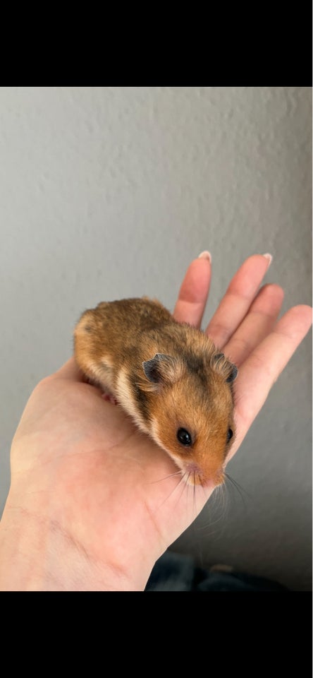 Hamster, Guldhamster, 0 år