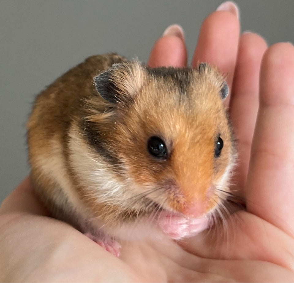 Hamster, Guldhamster, 0 år