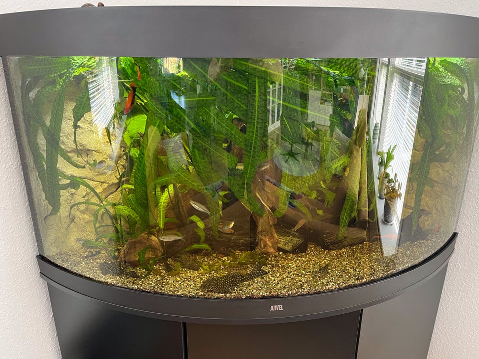 Hammerslået cryptocoryne 10 stk