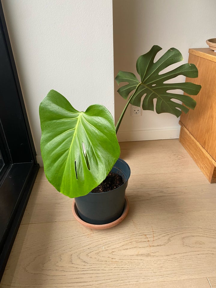 Monstera deliciosa, Monstera