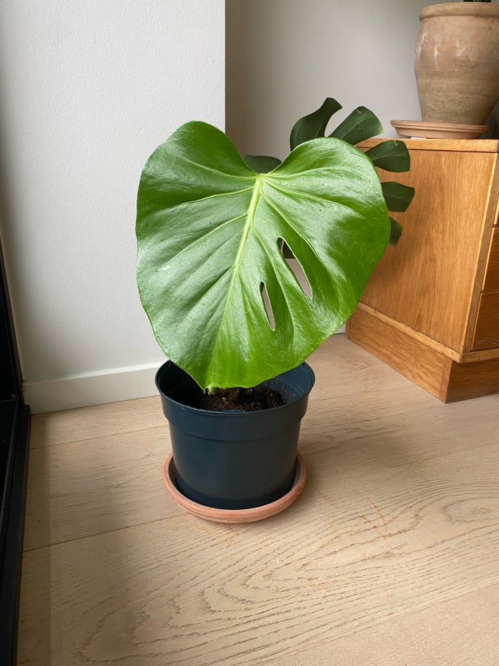 Monstera deliciosa, Monstera