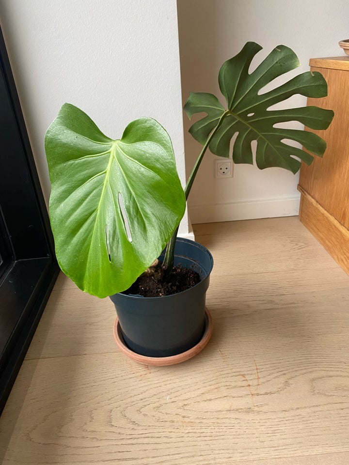 Monstera deliciosa, Monstera