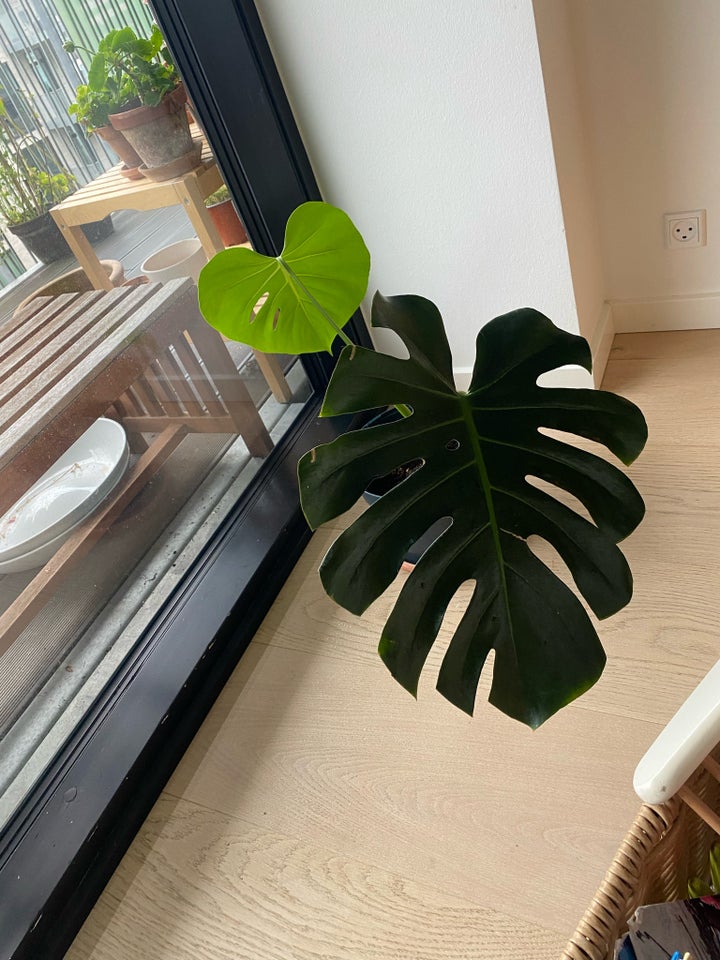 Monstera deliciosa, Monstera