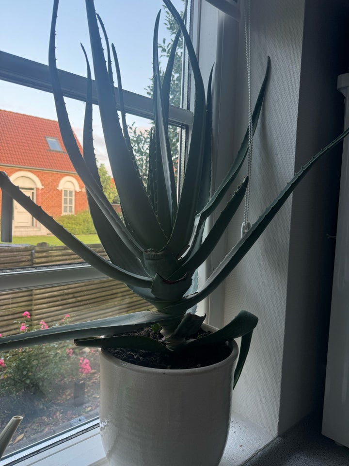 Aloe vera plante