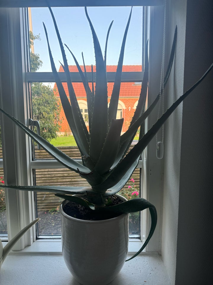 Aloe vera plante