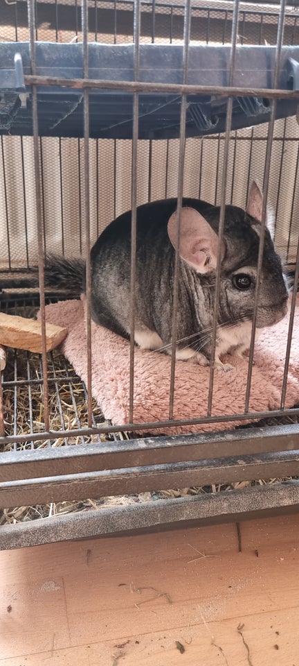 Chinchilla