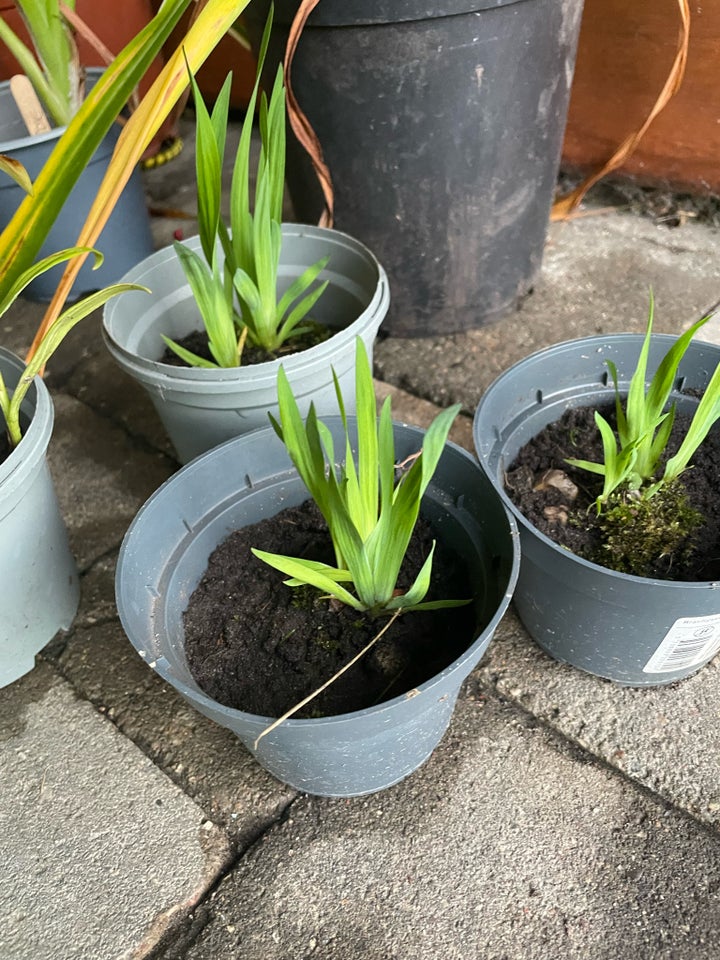 Planter Iris og lilje